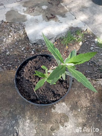 Растения для сада