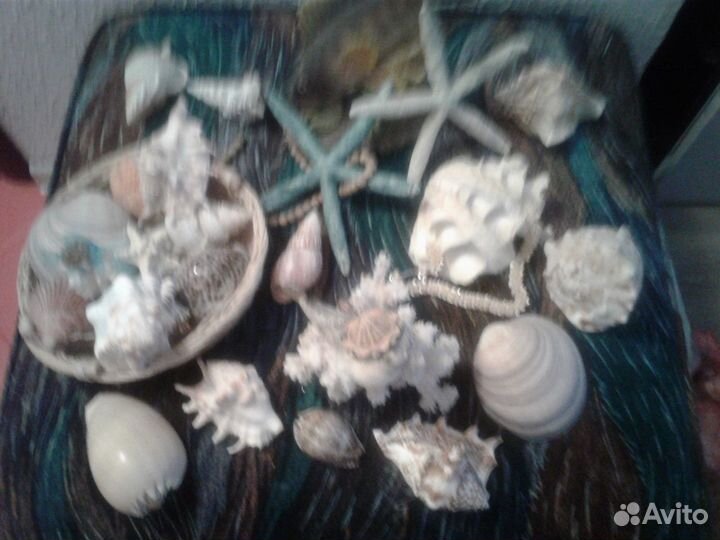 Ракушки натуральные