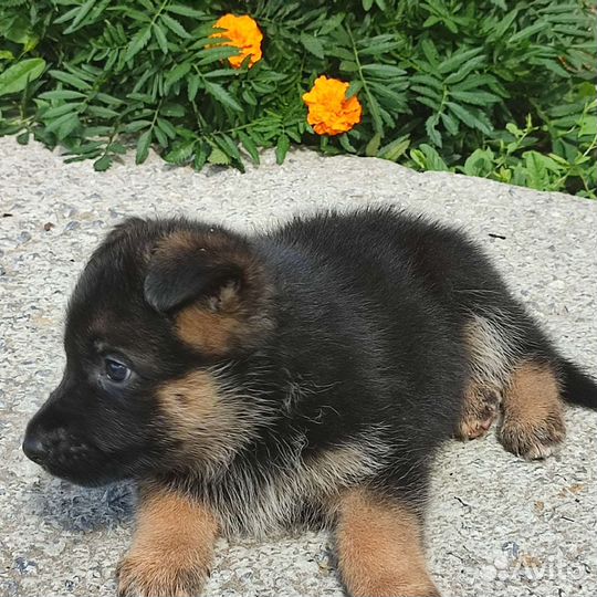 Щенки немецкой овчарки