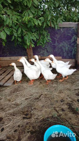 Гусята, утята, цыплята, крольчата