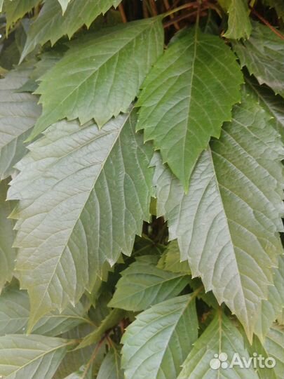 Девичий виноград