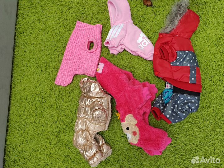 Одежда для маленьких пород