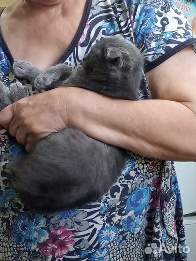 Кошечка в добрые руки