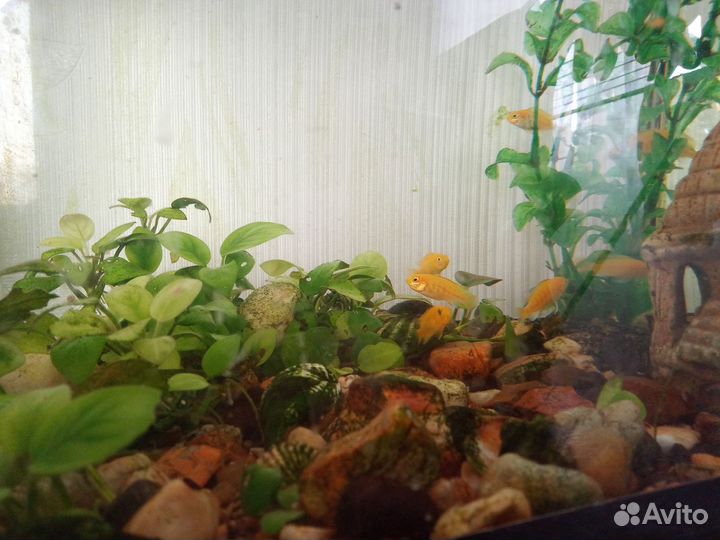 Цихлиды лабидохромис еллоу