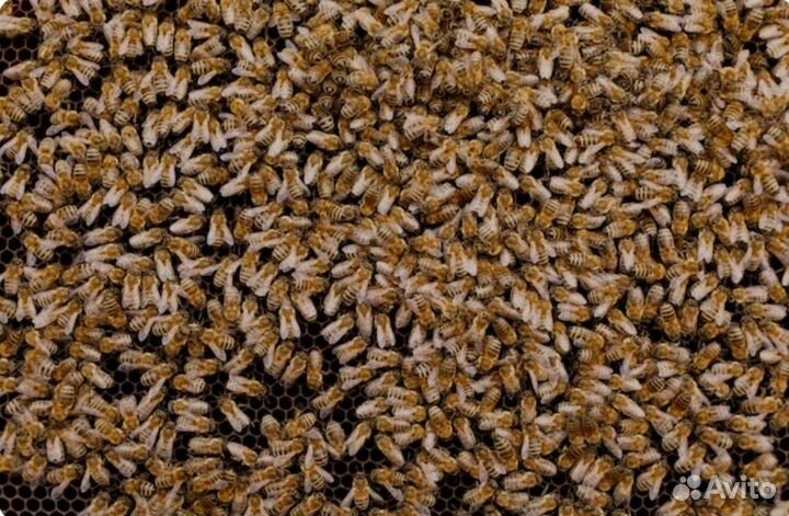 Пчелопакеты