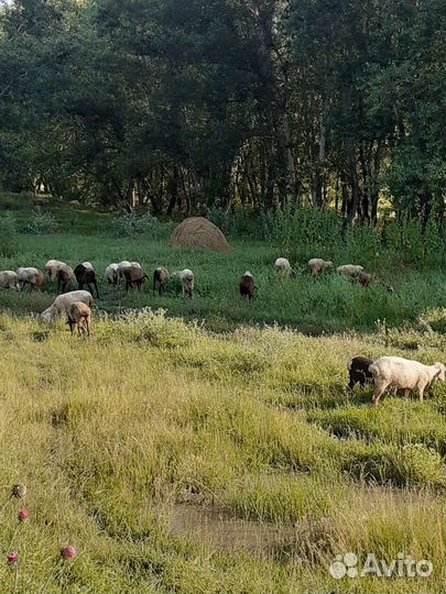 8 ягнят, 8 маток, 11 ярок, 2козла