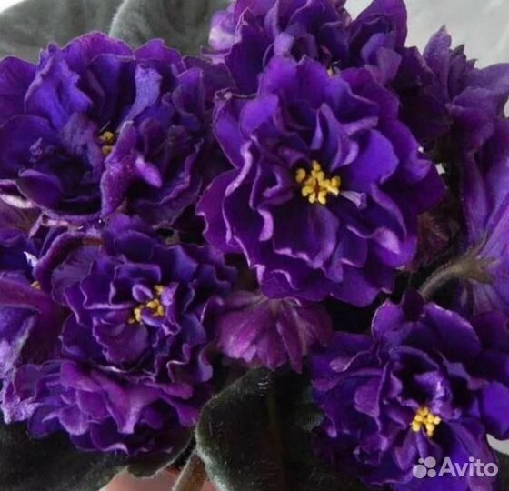 Фиалка ек - Черная жемчужина