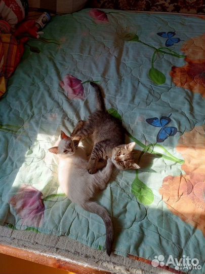 Котяткам 3 месяца