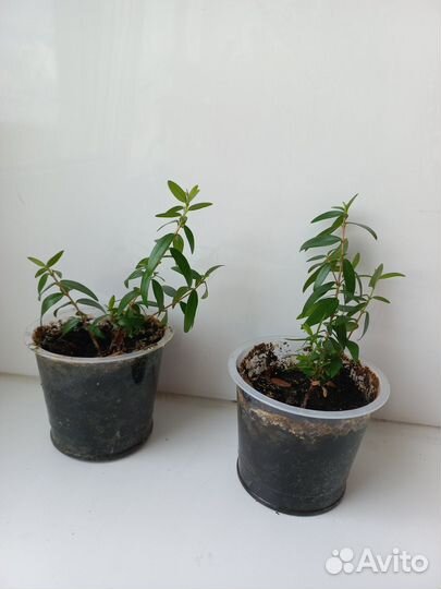 Гранат комнатный, мирт