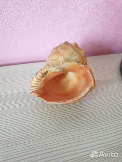 Морские ракушки