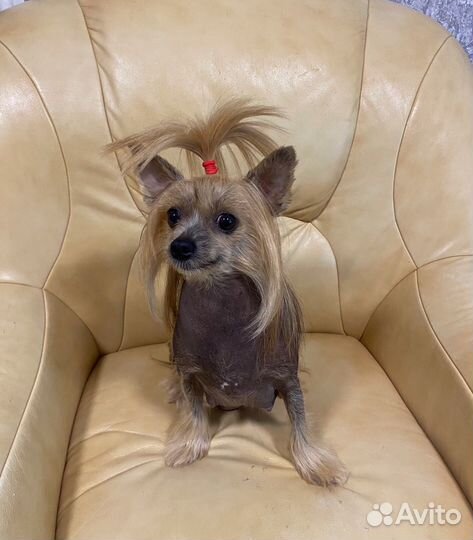 Продаются щенки