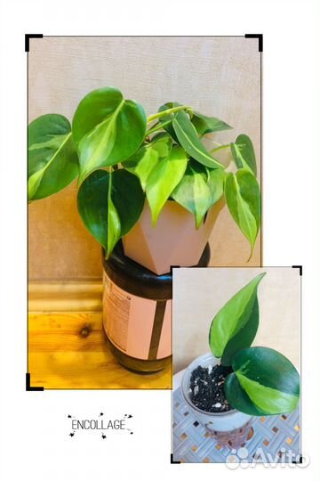 Калатея,Филодендрон,Эпипремнум