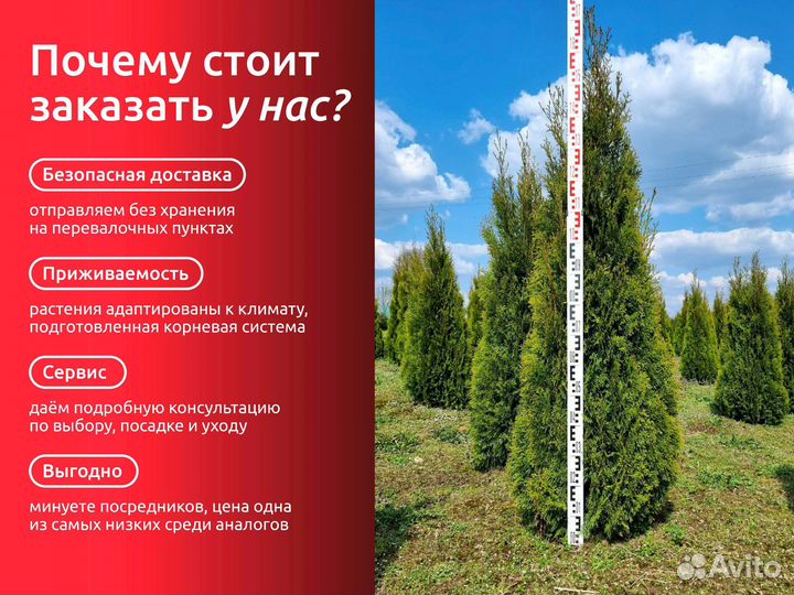 Туя западная Смарагд