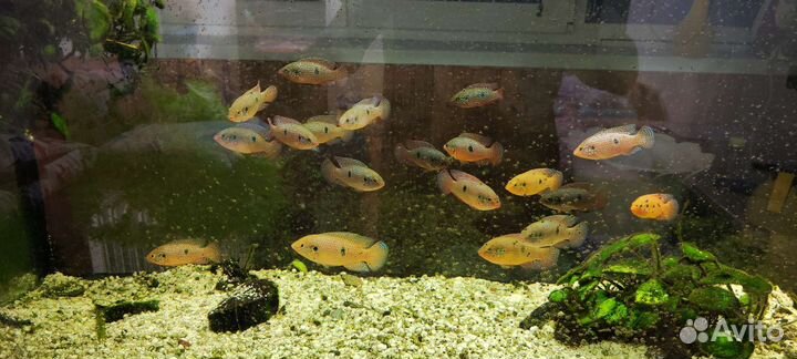 Хромис красавец