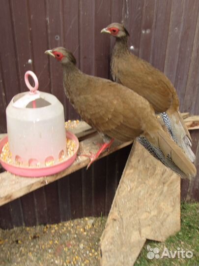 Семья серебристых фазанов