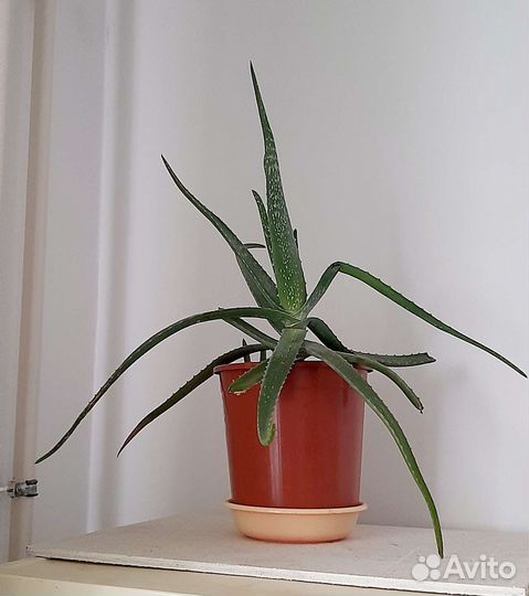 Алоэ вера 5летний лечебный