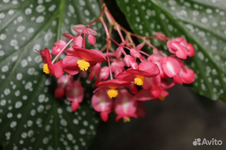 Бегония Королевская краповая