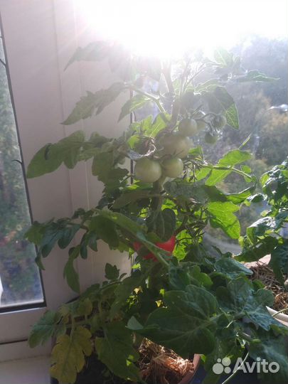 Рассада комнатных помидор с плодами