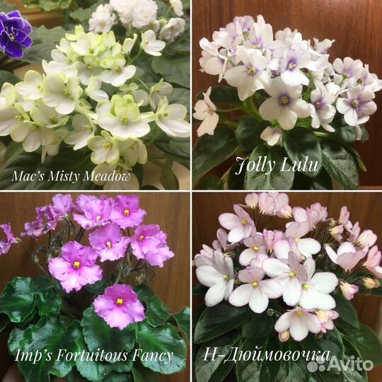 Фиалки мини