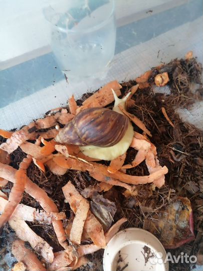 Улитки ахатины