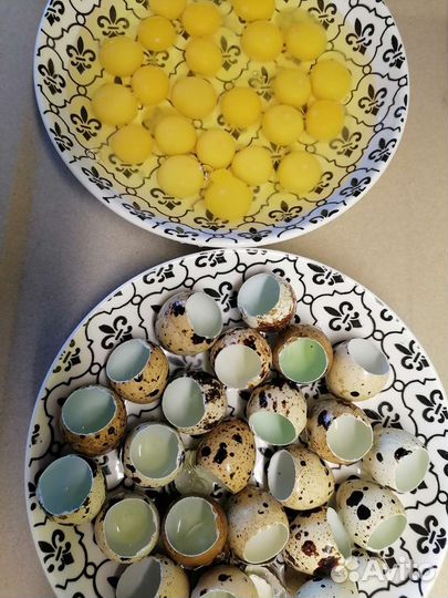 Ножницы для перепелиных яиц