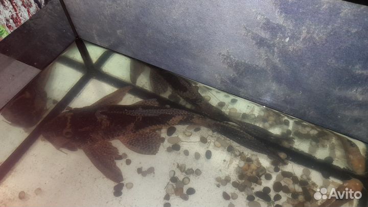 Птеригоплихт