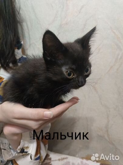 Кошки в добрые руки