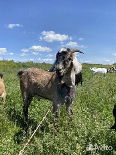 Козел на племя, козы дойные