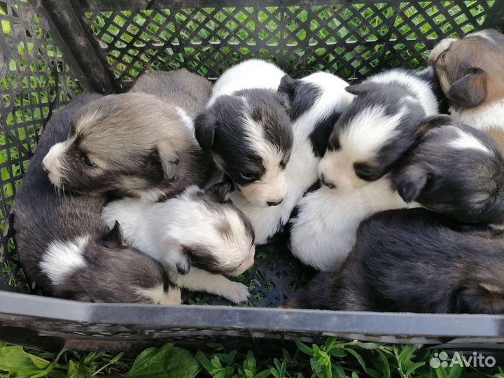 Щенки