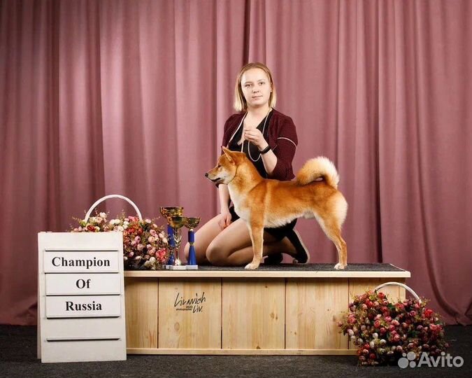 Хендлер, выставки собак, подготовка, показ