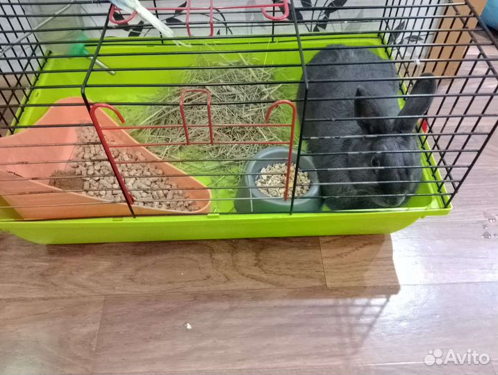 Кролик