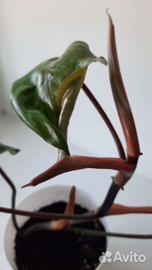 Филодендрон краснеющий