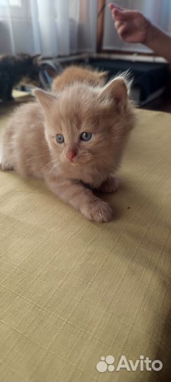 Котята в добрые руки бесплатно