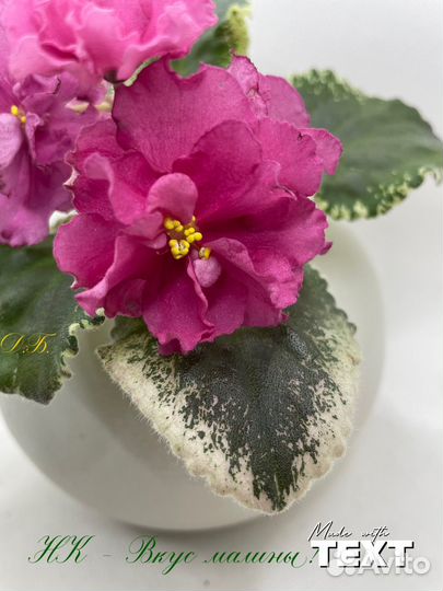 Фиалка цветущая