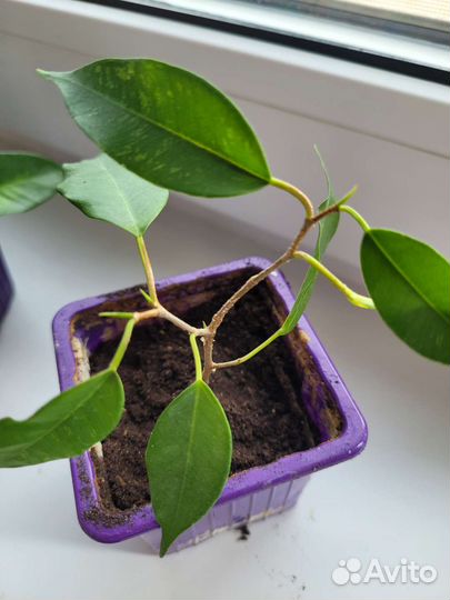 Сортовые фикусы