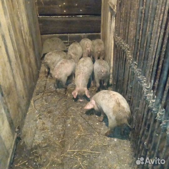 Поросята