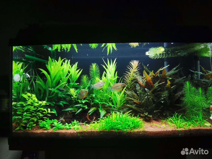 Растения для аквариума