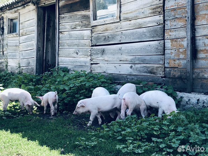 Поросята