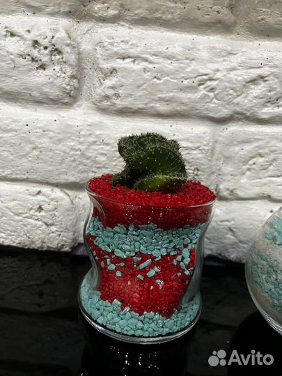 Кактусы,Крассула Овата, Суккуленты