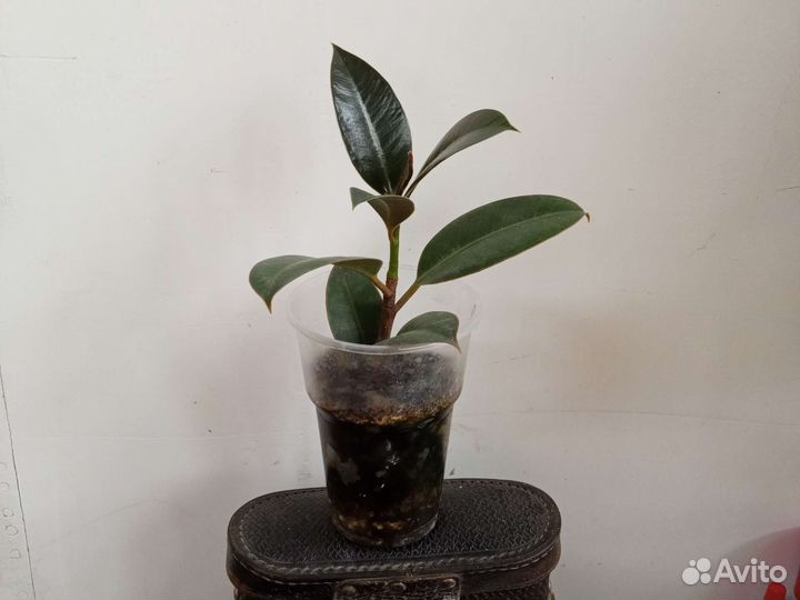 Фикус и традесканция