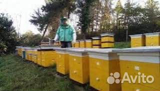 Улей с пчелами