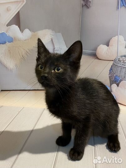 Котенок
