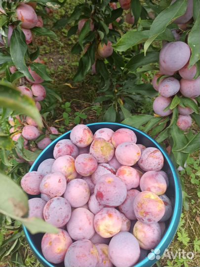 Продам сливу