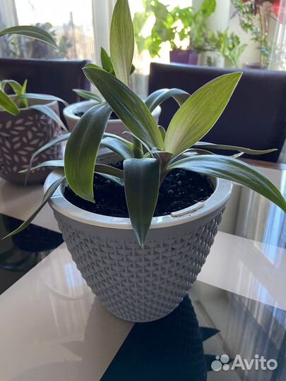 Продам цветы комнатные