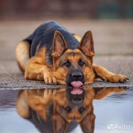 Немецкая овчарка