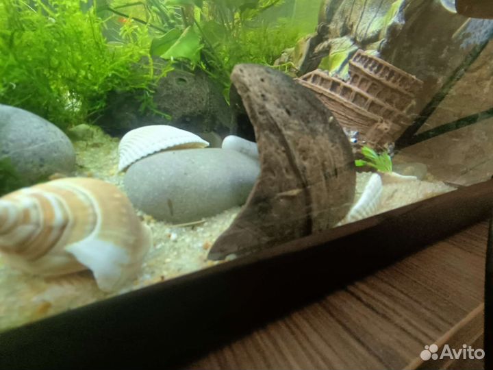 Пистия, аквариумное растение, креветки, улитки