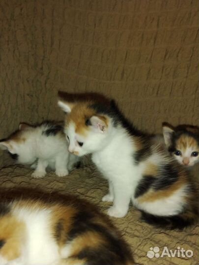 Кошки в добрые руки бесплатно