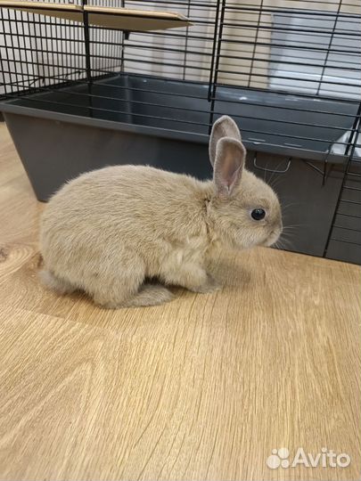 Декоративный кролик с клеткой