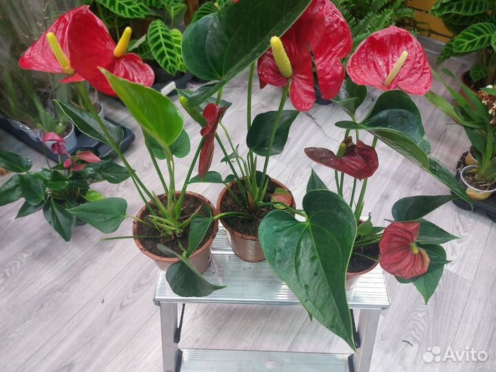 Антуриум -мужское счастье красный