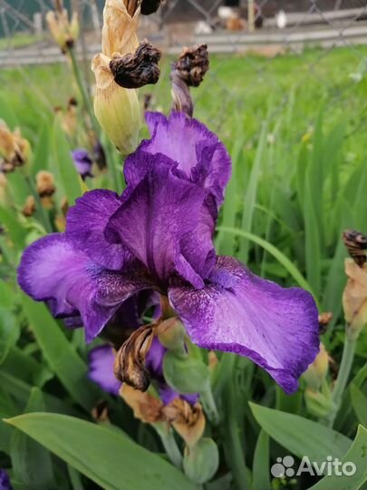 Многолетние цветы